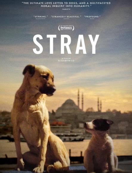 紀錄片【在迷途/浪浪歷險記】2020年